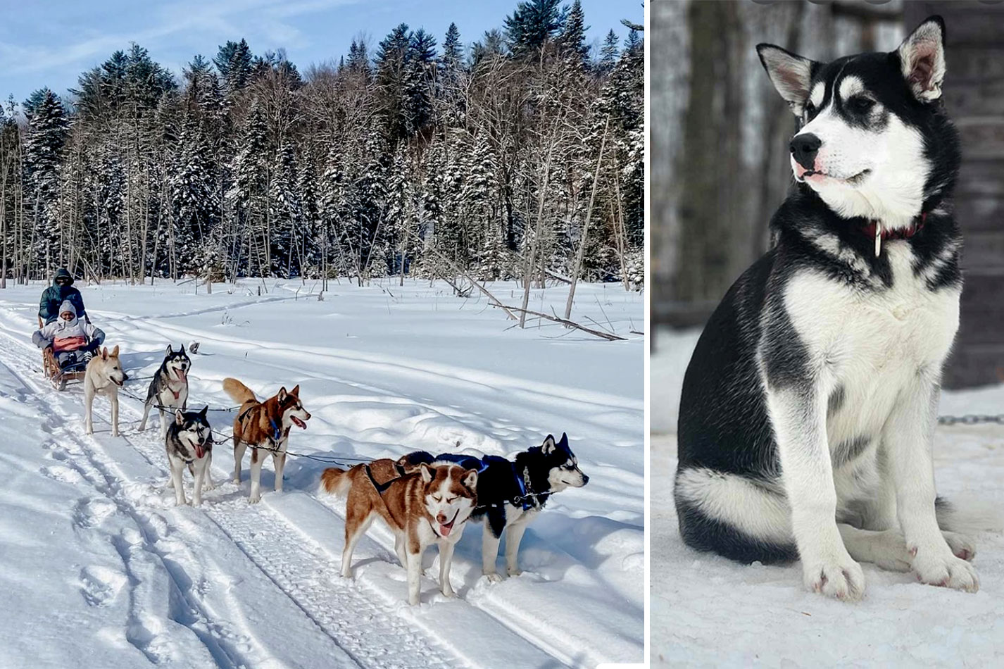 aventure plein air chien